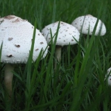 Kako se riješiti gljiva na travnjaku